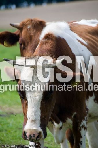 Hausrind (92 von 174).jpg